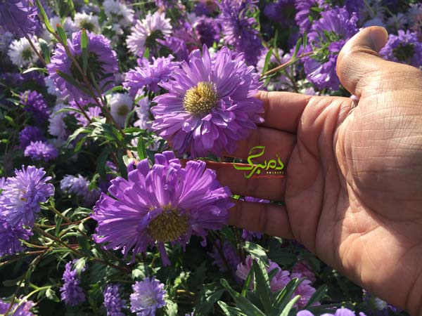 minaa بذر گل مینا