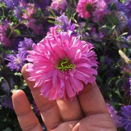 minn بذر گل مینا صورتی