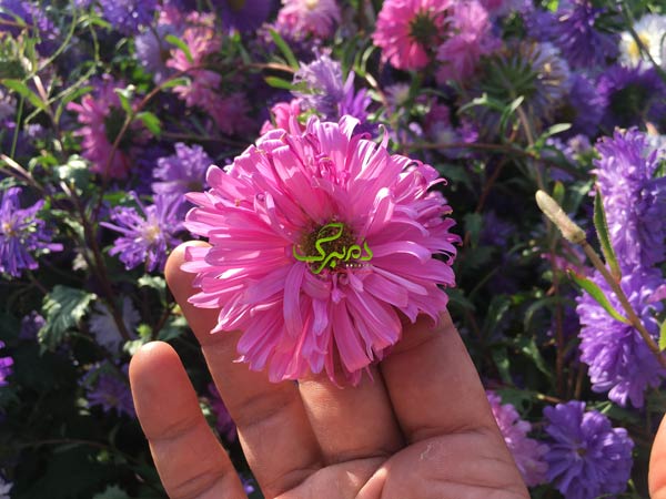 minn بذر گل مینا صورتی