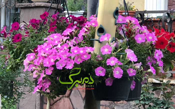 بذر گل اطلسی صورتی