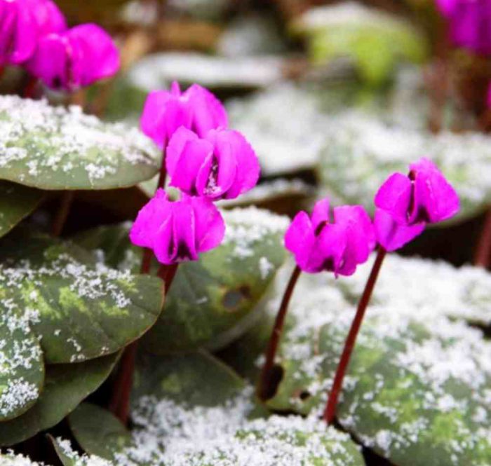 معرفی گل و گیاهان مقاوم به سرما