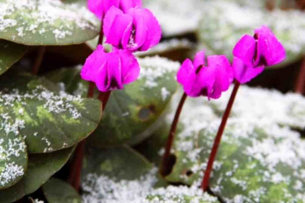 معرفی گل و گیاهان مقاوم به سرما