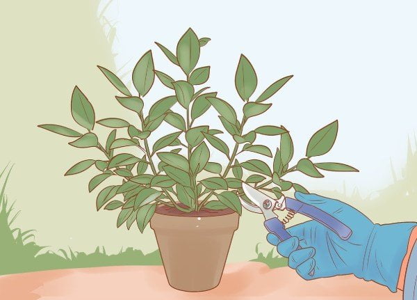 هرس کردن گیاه فیکوس