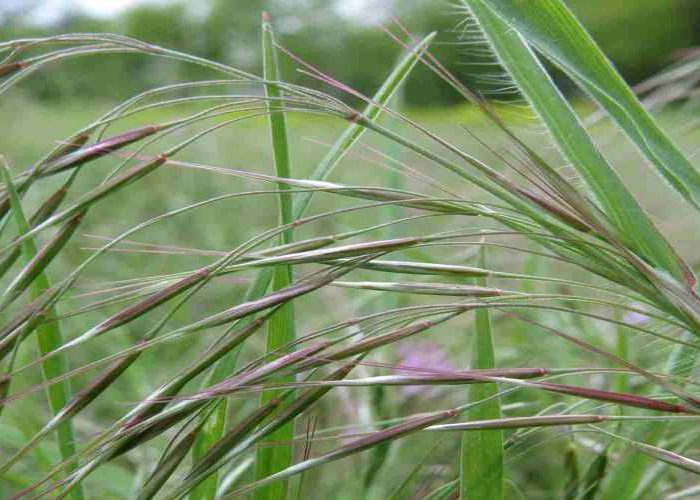 از بین بردن علف های هرز