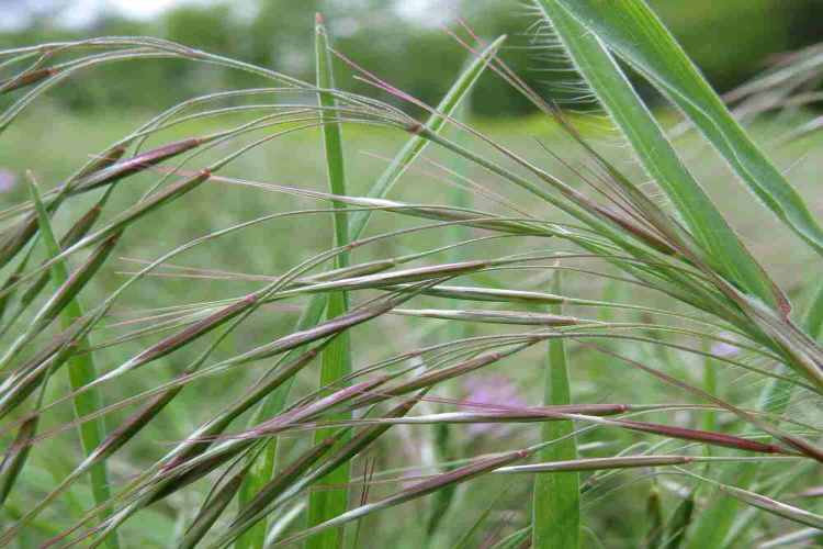 از بین بردن علف های هرز