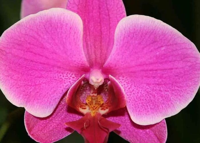طرز نگهداری گل ارکیده