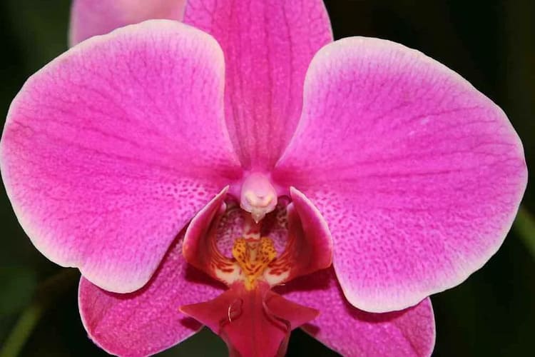 طرز نگهداری گل ارکیده