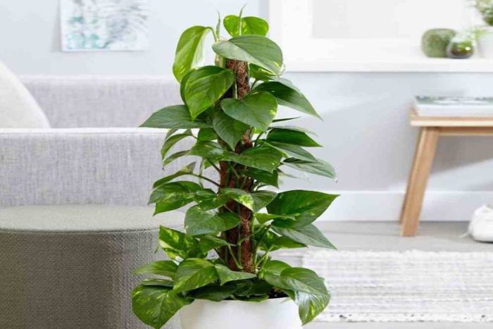 گل های آپارتمانی سایه دوست و مقاوم