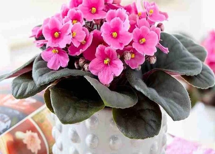 گیاهان آپارتمانی همیشه گلدار