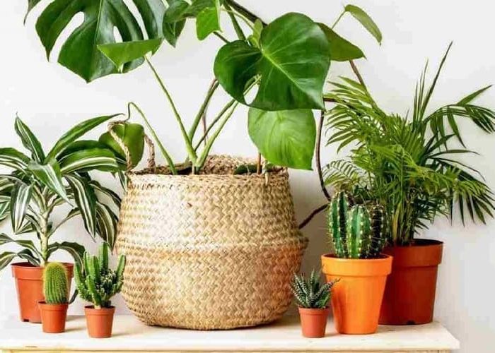 گیاه زینتی همیشه سبز
