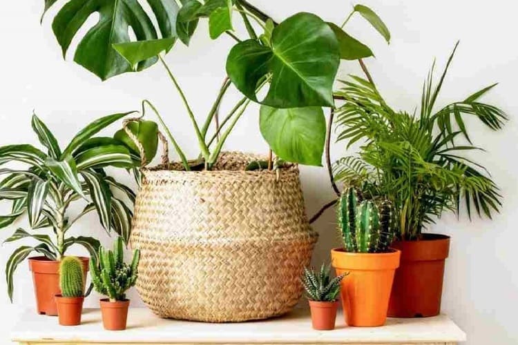 گیاه زینتی همیشه سبز