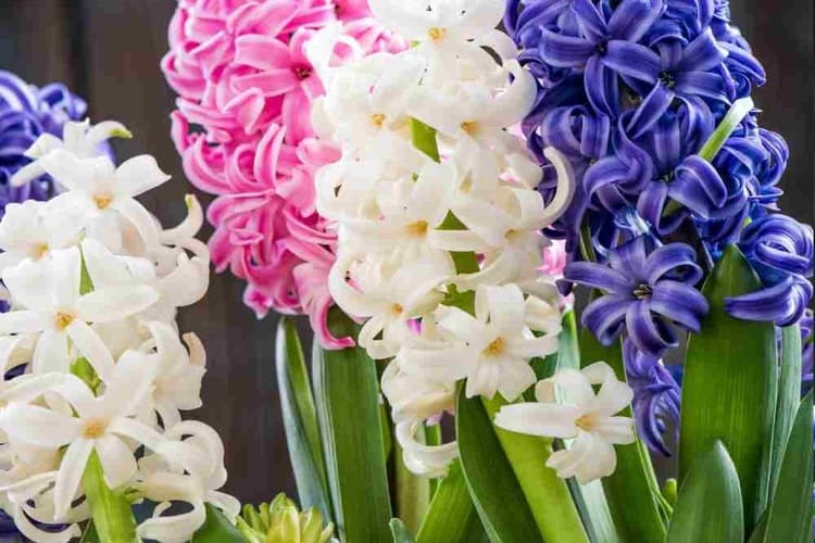 نگهداری پیاز سنبل