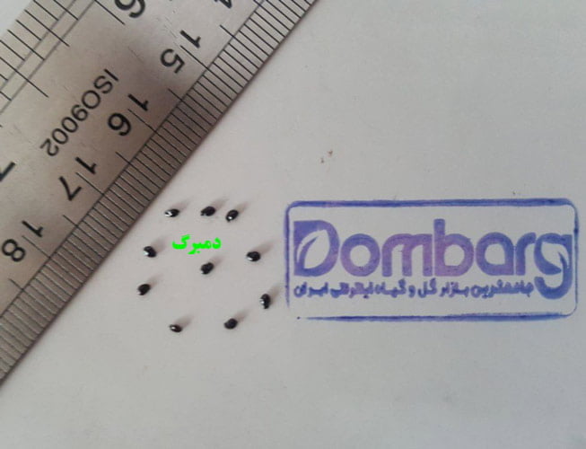 خرید بذر لویسیا