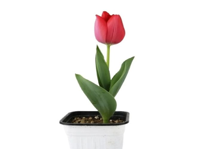 نگهداری پیاز گل لاله برای سال بعد