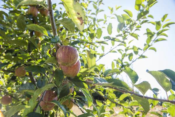 بهترین کودهای شیمیایی برای رشد سریع درختان میوه