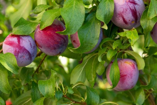 بهترین کودهای آلی برای رشد سریع تر درختان میوه