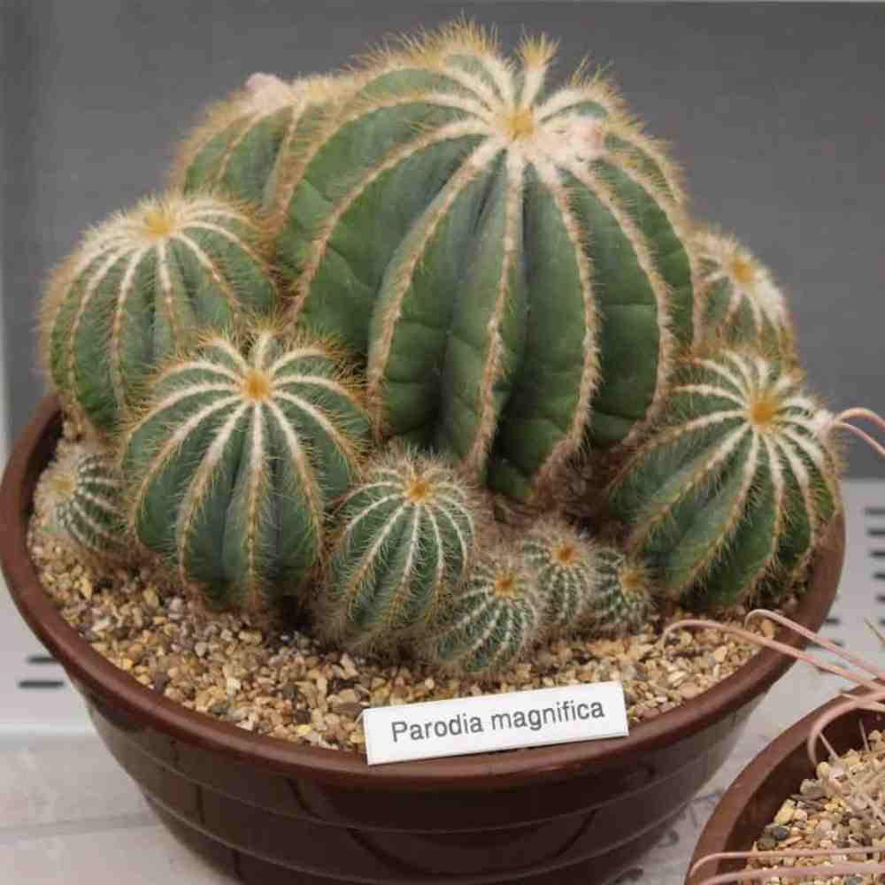 3 بذر پارودیا کاکتوس