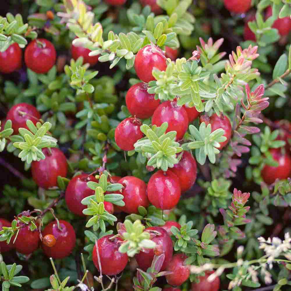 بذر کرن بری