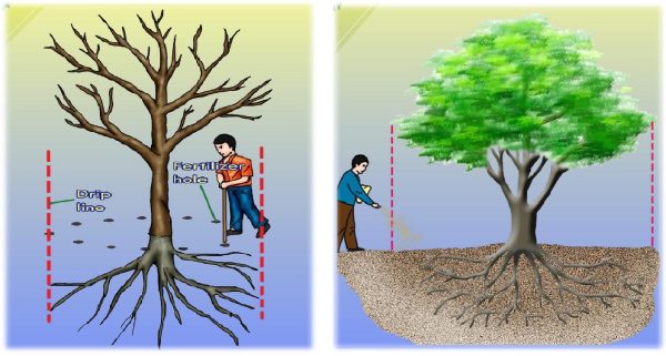 مزایای چالکود کردن درختان