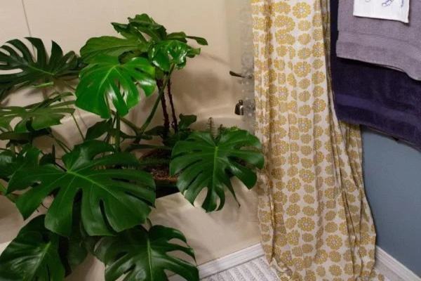 قراردادن گیاه در حمام برای افزایش رطوبت گیاه