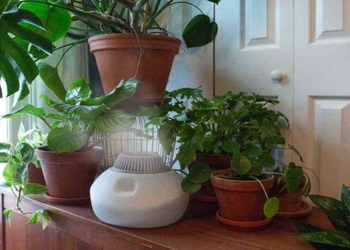 تامین رطوبت گیاهان آپارتمانی