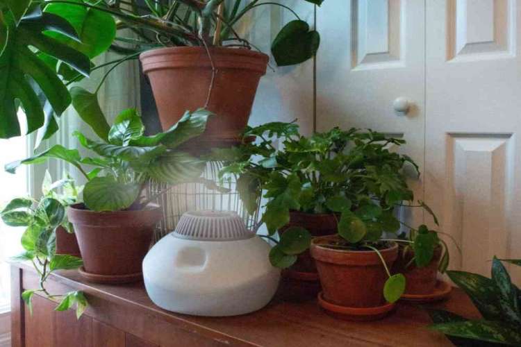 تامین رطوبت گیاهان آپارتمانی