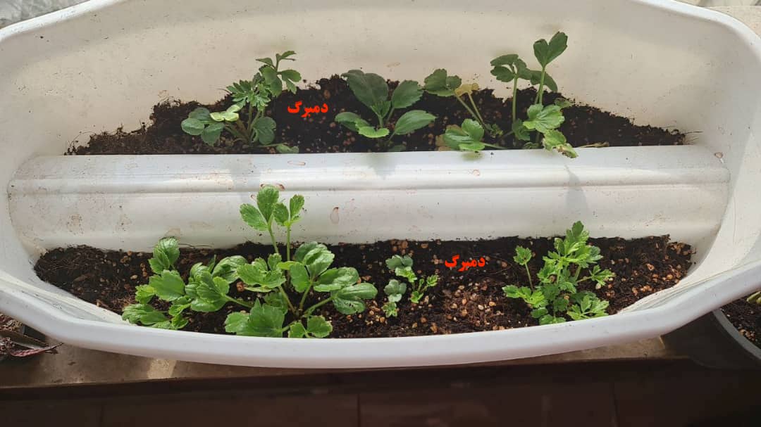 خرید پیاز گل آلاله