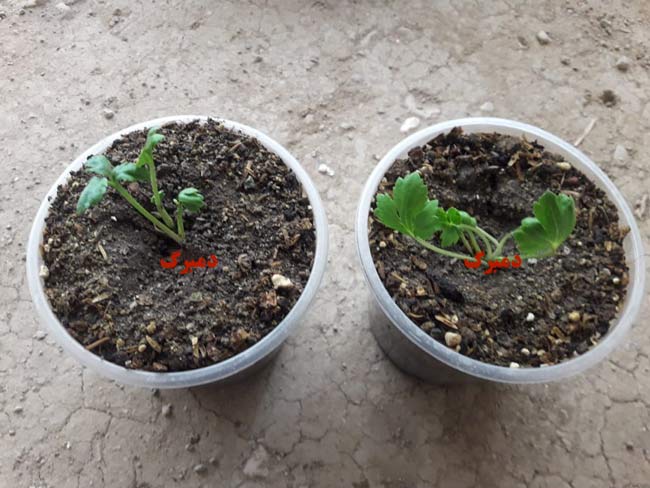 خرید پیاز گل آلاله