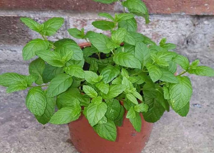 خاک مناسب برای کاشت سبزیجات و صیفی جات