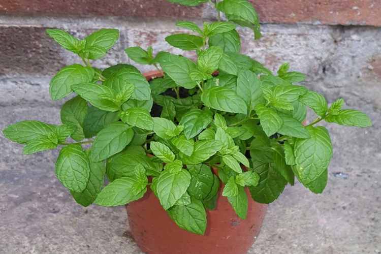 خاک مناسب برای کاشت سبزیجات و صیفی جات