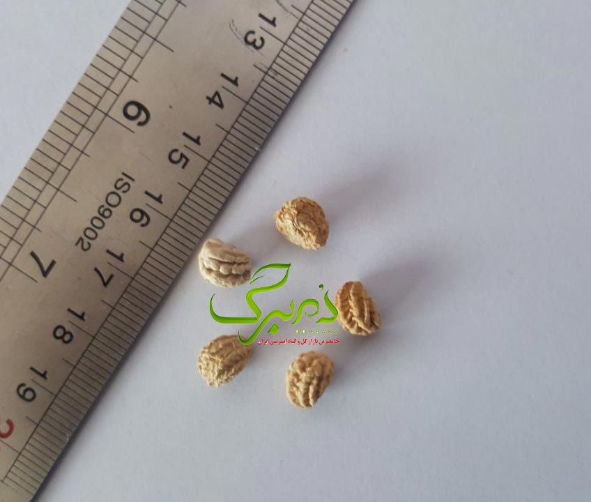 لادن مشخصات بذر مرغوب لادن