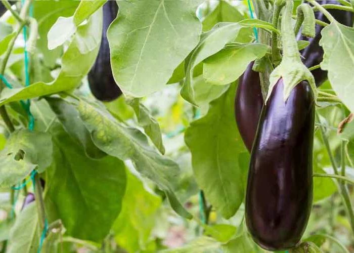 طریقه کاشت بادمجان