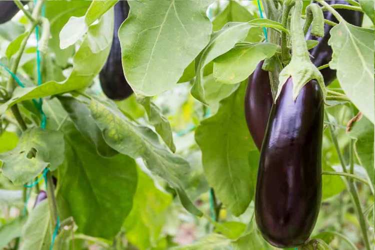 طریقه کاشت بادمجان