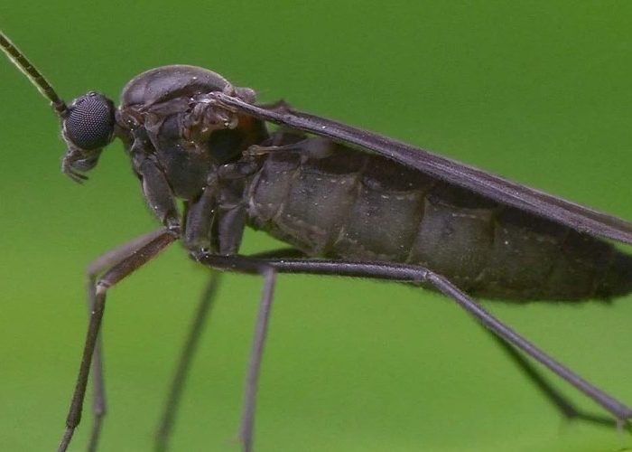 از بین بردن پشه سیاه گلدان