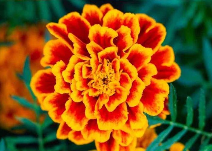 نگهداری گل جعفری