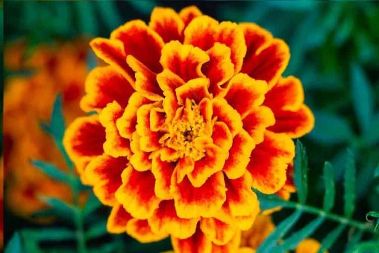 نگهداری گل جعفری