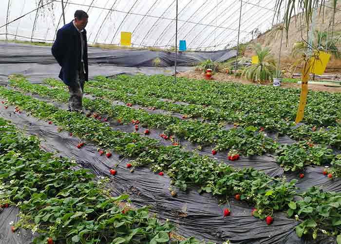 کاشت انواع بذر توت فرنگی