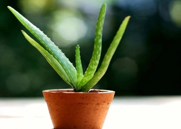 نگهداری آلوئه ورا در آپارتمان
