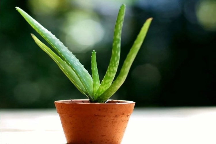 نگهداری آلوئه ورا در آپارتمان
