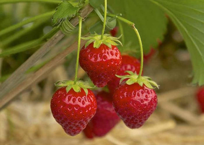 روش کاشت توت فرنگی