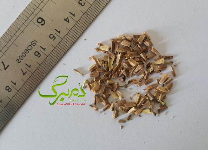 خرید بذر سرخارگل