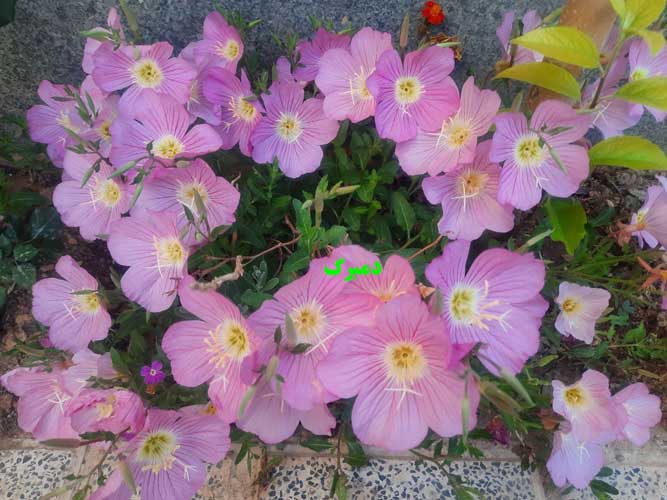 خرید بذر گل مغربی