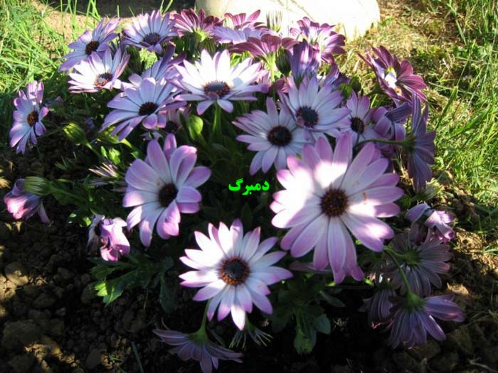 بذر گل آصف السلطنه