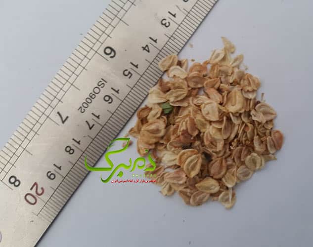 بذر گل آصف السلطنه