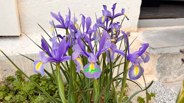 فروش پیاز زنبق هلندی