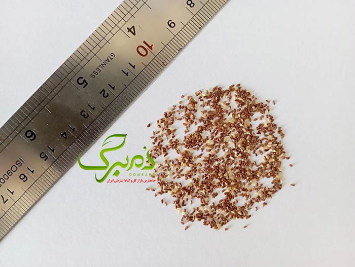 بذر گل استکانی