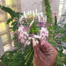 ankaboti بذر گل عنکبوتی