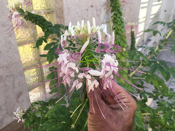 ankaboti بذر گل عنکبوتی