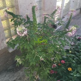 cleom بوته گل چلچراغی