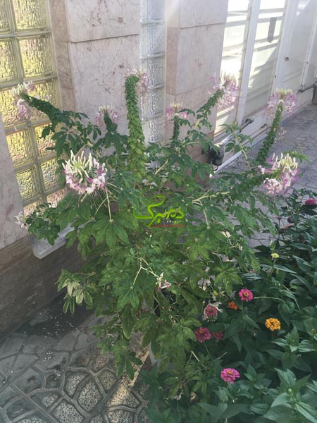 cleom بوته گل چلچراغی